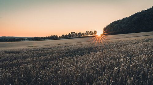 Sunset over the field