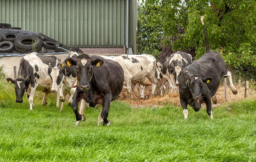 Springende koeien in de wei in Zuid-Limburg van John Kreukniet