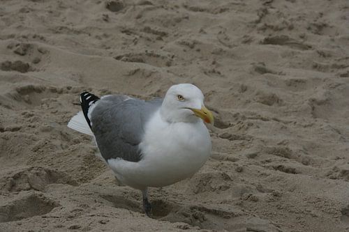 Oiseau en colère