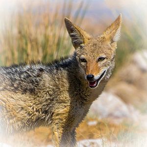 Hungry Jackal in Etosha National Park, Namibia