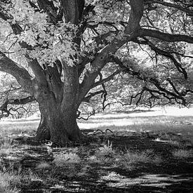 L'arbre sur Vincent de Moor