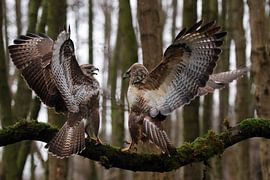 Buizerds met meningsverschil sur Derk jan te  Pas