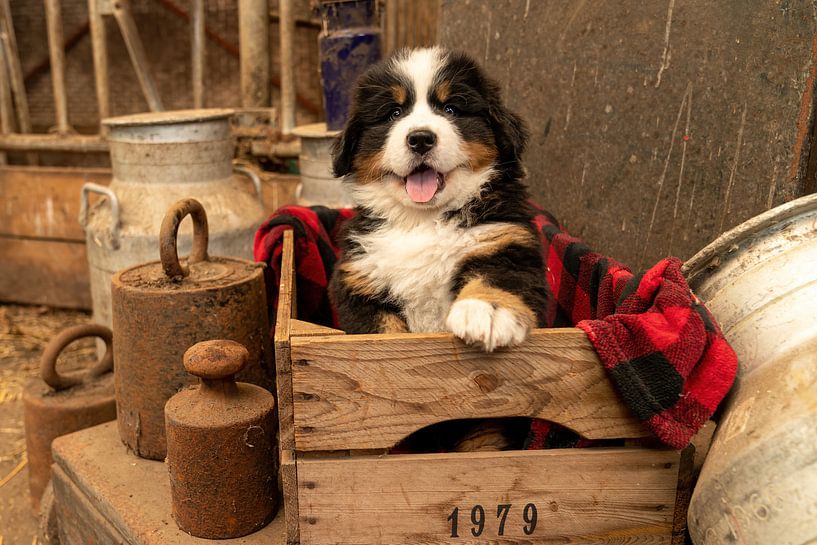 Berner Welpe Gina von Bob de Bruin