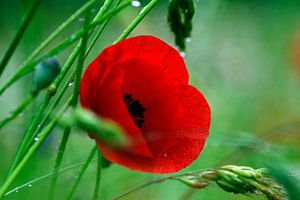 Der Mohn im Gras nach dem Regen - Papaver von Juergen Braun