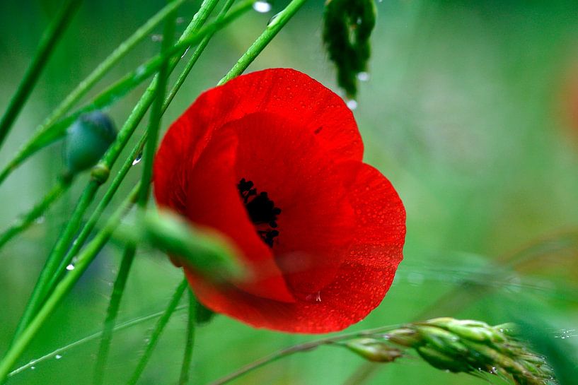 De klaprozen in het gras na de regen van Juergen Braun