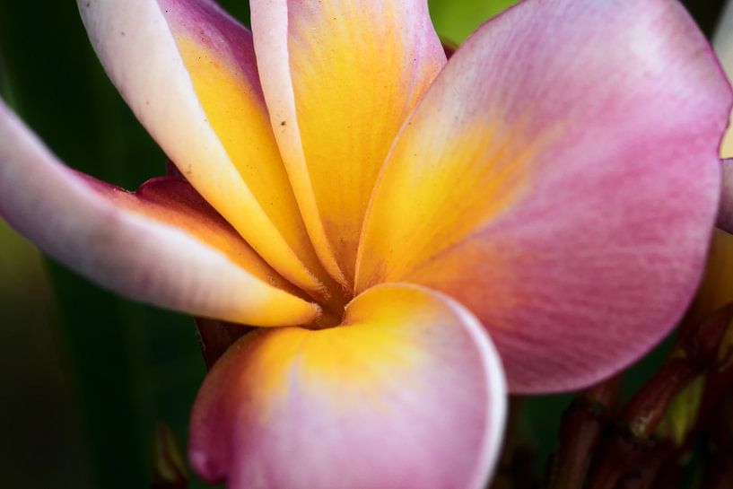 Éclat tropical : la délicatesse d’une frangipane par Frank Photos