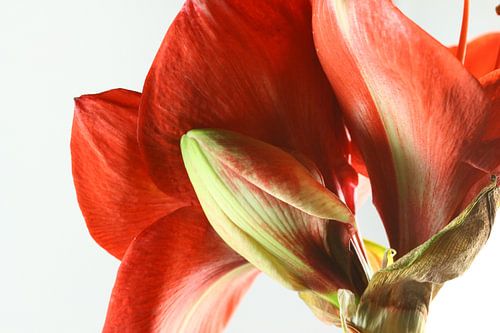 Amaryllis