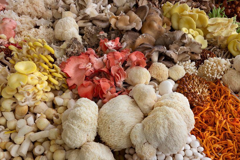 Verse eetbare paddenstoelen in verschillende vormen van Frans Rombout