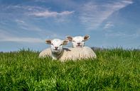 Sheep lambing texel by Texel360Fotografie Richard Heerschap thumbnail