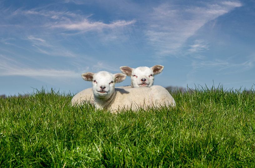 Sheep lambing texel by Texel360Fotografie Richard Heerschap