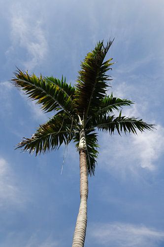 Royal Palm // Florida // Royal