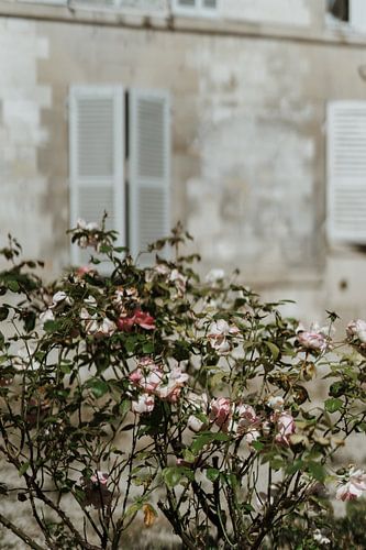 Rose garden in France
