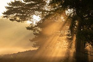 Westruper Heide, Haltern am See, Nordrhein-Westfalen, Deutschland