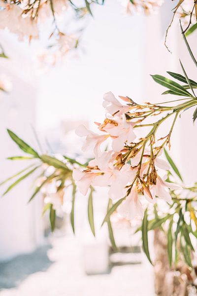 Weiße Blumen in Santorini von Patrycja Polechonska