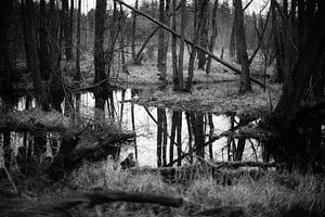 Wald