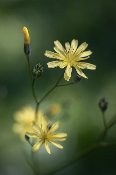 Lichtgele Akkerkool Bloemen van Imladris Images