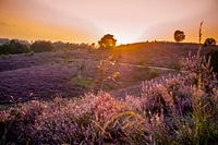 Soleil couchant sur Posbank