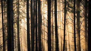 Doorkijk in het bos van Sprieldel en Speulderbos van Rick Goede