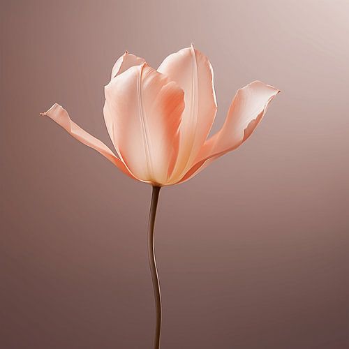 Peach Fuzz Serenade : Delicate Tulip