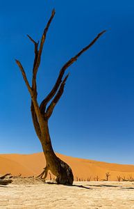 Sossusvlei Namibië (8) van Adelheid Smitt