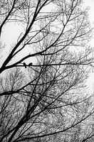 Vogels in de mist
