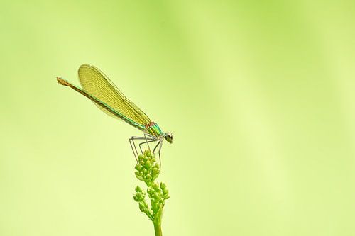 Groen juweeltje in een groene oase van Geert Perdaens