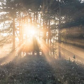 rays of light by Matthijs Dijk