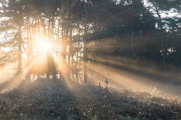 rays of light by Matthijs Dijk