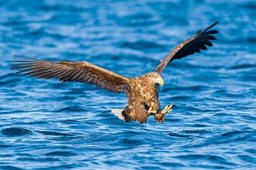 Zeearend op jacht in een fjord in Noorwegen