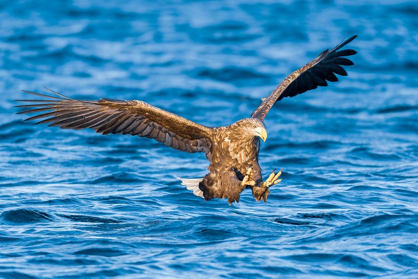 Zeearend op jacht in een fjord in Noorwegen van Sjoerd van der Wal Fotografie