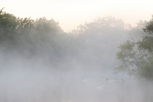 Geese in a misty dune lake