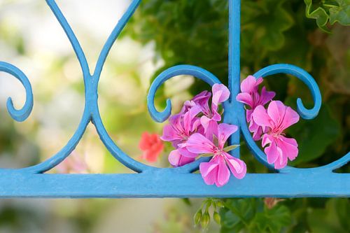 Roze bloemen in een blauw hek