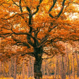 Orange madness by Thomas Jansen