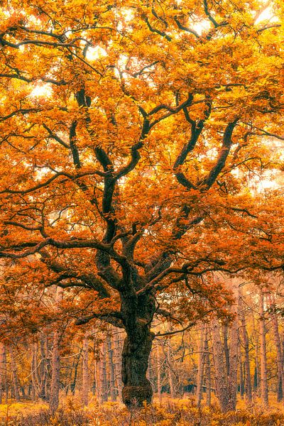 Orange madness by Thomas Jansen