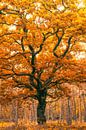 Orange madness by Thomas Jansen thumbnail