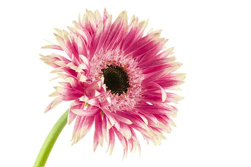 Germini Gerspider Cyta