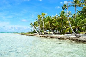 Tropisch palmstrand van Rangiroa van iPics Photography