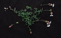 Weiße Silene auf schwarzem Sand