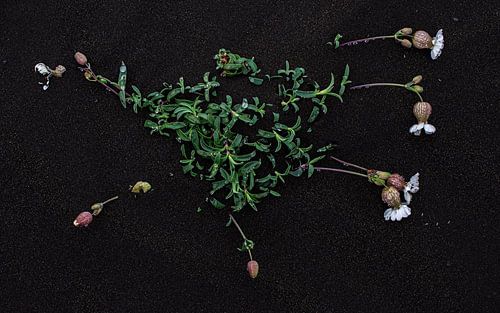 White Silene on black sand