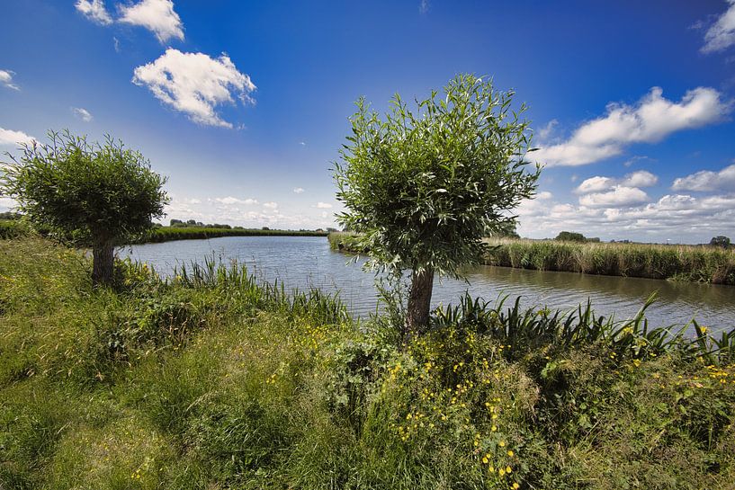 Pollard willows along the ring canal by peterheinspictures