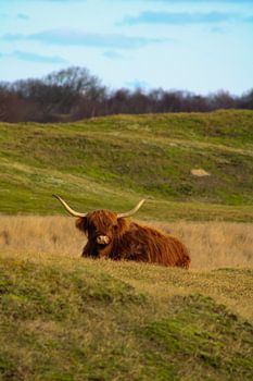 Schottischer Highlander in den Dünen