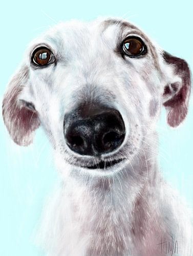 Galgo Espagnol Steven