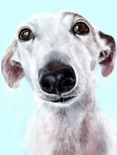 Galgo Espagnol Steven von Tanja Kooymans