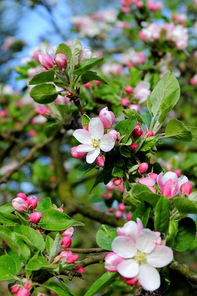 Roze bloesem von Marian Klerx