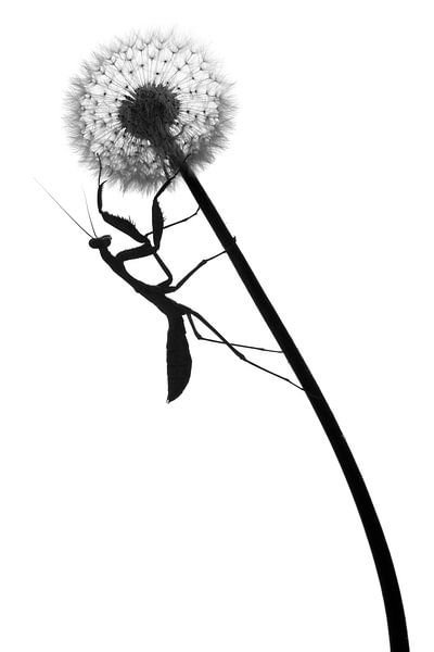 Mantis on Dandelion by Kris Hermans