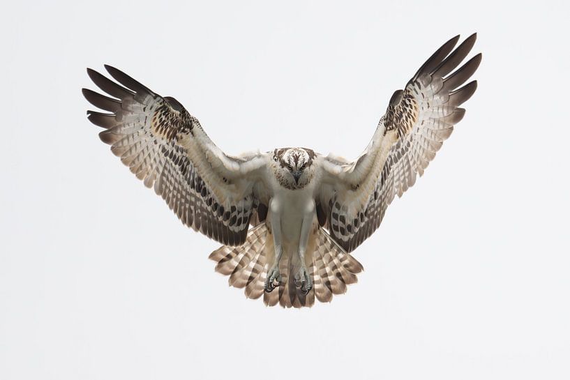 Praying Osprey in the Bemmelse Waard, Gelderland, Netherlands. by Robbie Nijman
