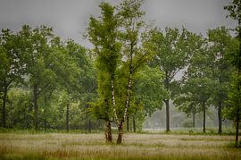 The Birch by Peter Farla