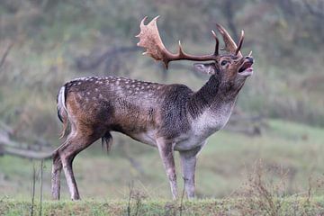 Fallow deer during the rut by Louise Poortvliet