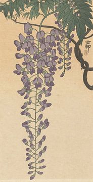 Bloeiende wisteria van Ohara Koson