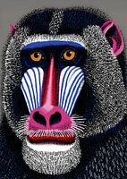 Mandrill – König der Farben